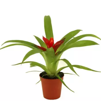 Гузмания 9 h30 см