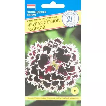 Гвоздика чёрная с белой каймой