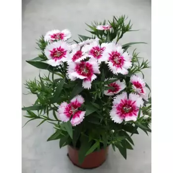 Гвоздика китайская 9x20 см