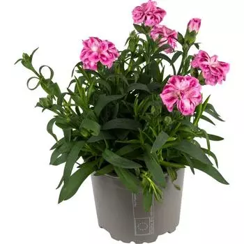 Гвоздика розовая 12x22 см