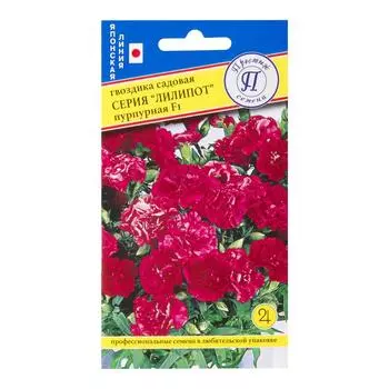 Гвоздика садовая «Лилипот F1» цвет пурпурный