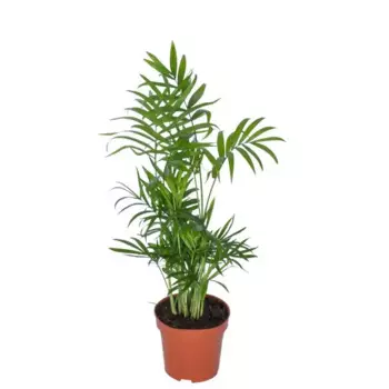 Хамедорея 12 h30 см