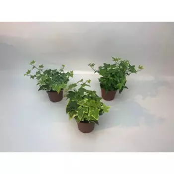 Хедера 9 h20 см