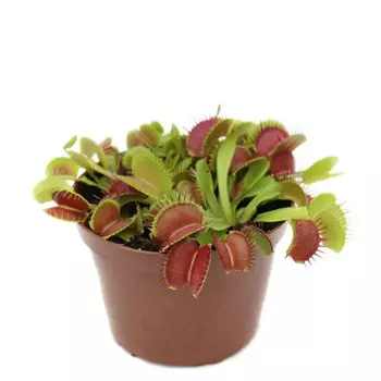 Хищные растения микс 5 h5 см