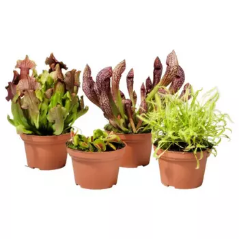 Хищные растения микс 6 h18 см