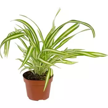 Хлорофитум Comosum Variegat hang 12x40 см