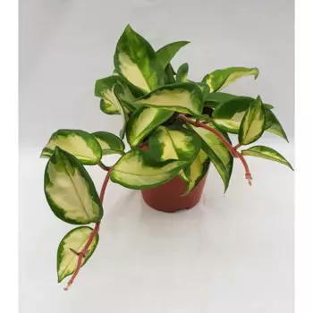 Хойя микс 9 h20 см