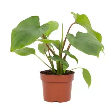 Хомаломена Магги 12 h35 см