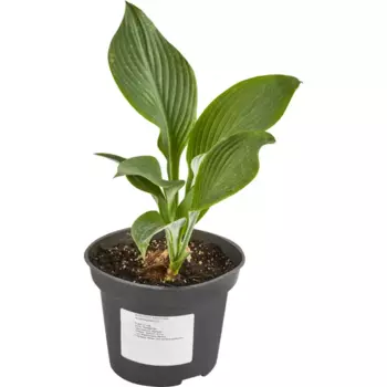 Хоста Ауреомаргината 15 h40 см