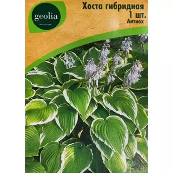 Хоста Geolia гибридная Антиох
