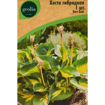 Хоста Geolia гибридная Бич Бой