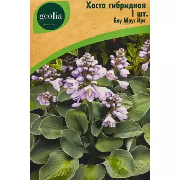 Хоста Geolia гибридная Блу Маус Ирс