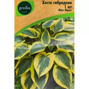 Хоста Geolia гибридная Фест Фрост