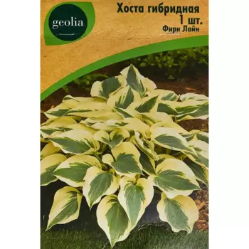 Хоста Geolia гибридная Фирн Лайн