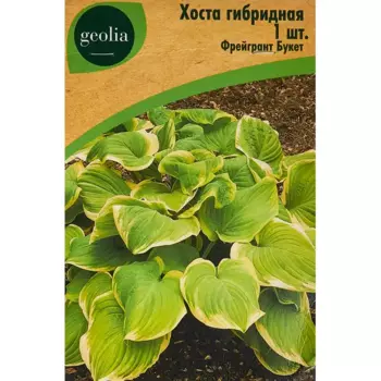Хоста Geolia гибридная Фрейгрант Букет