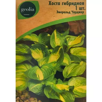 Хоста Geolia гибридная Эмеральд Чарджер