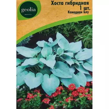 Хоста Geolia гибридная Канадиан Блу