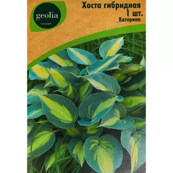 Хоста Geolia гибридная Катерина