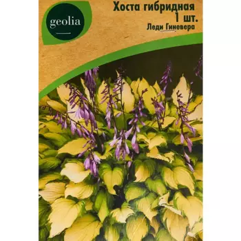 Хоста Geolia гибридная Леди Гиневера