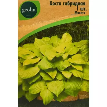 Хоста Geolia гибридная Мохито