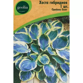 Хоста Geolia гибридная Орайонз Белт