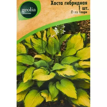 Хоста Geolia гибридная Полз Глори