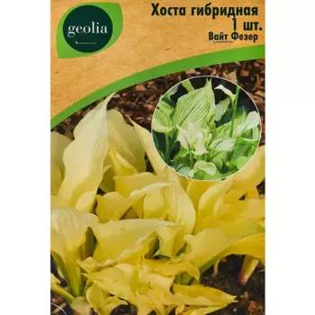 Хоста Geolia гибридная Вайт Фезер