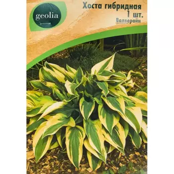 Хоста Geolia гибридная Волверайн