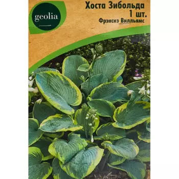 Хоста Geolia Зибольда Фрэнсиз Вилльямс