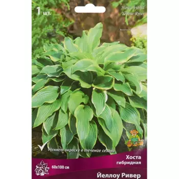 Хоста гибридная Йеллоу Ривер