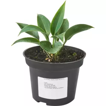 Хоста Халцион 15 h40 см