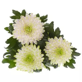 Хризантема Зембла 13x35 см