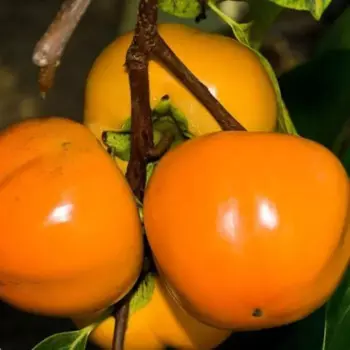 Хурма «Россиянка» C4 высота 150-180 см