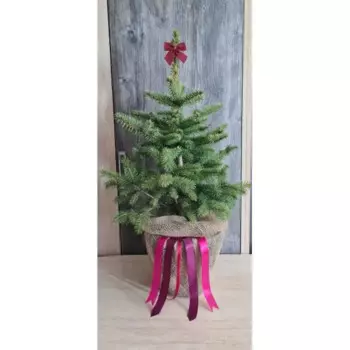 Хвойные деревья Ель голубая Новогодняя 25 см h50 - 80 см