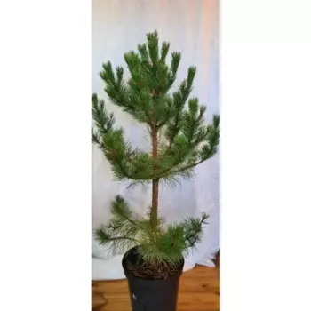 Хвойные деревья Сосна черная 40 см h140 - 160 см