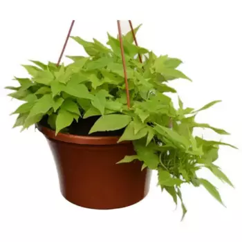 Ипомея Батат микс 16 h15 см