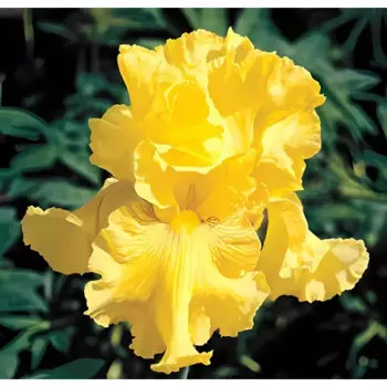 Ирис бородатый Голден Эппл