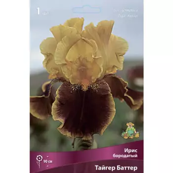 Ирис бородатый Тайгер Баттер,