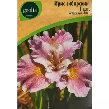 Ирис Geolia сибирский Фэнси Ми Зис