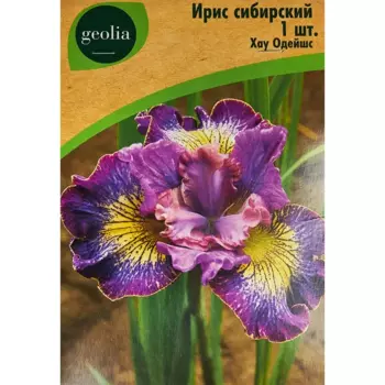 Ирис Geolia сибирский Хау Одейшс