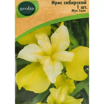Ирис Geolia сибирский Мун Силк
