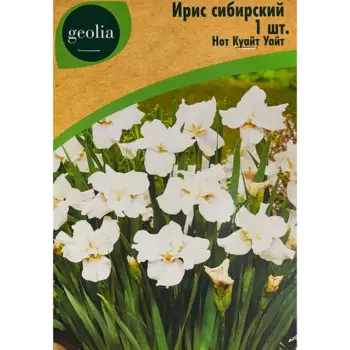 Ирис Geolia сибирский Нот Куайт Уайт