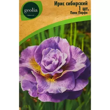 Ирис Geolia сибирский Пинк Парфе