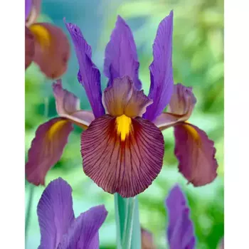 Ирис голландский Тайгера 6/7, 10 шт.