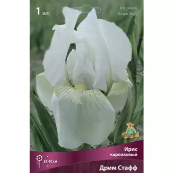 Ирис карликовый Дрим Стафф
