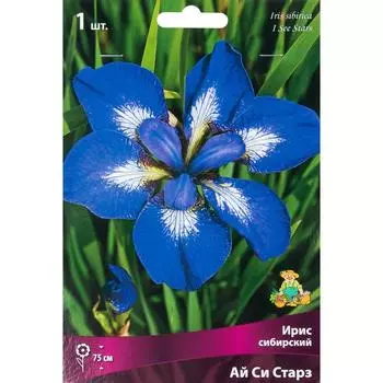Ирис сибирский «Ай си Старз», размер луковицы I