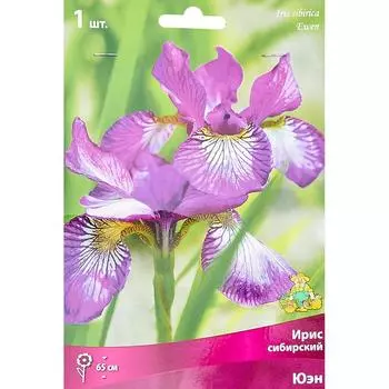 Ирис сибирский «Юэн», размер луковицы I