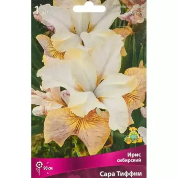 Ирис сибирский Сара Тиффни