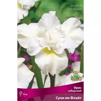 Ирис сибирский Суон Ин Флайт луковица I