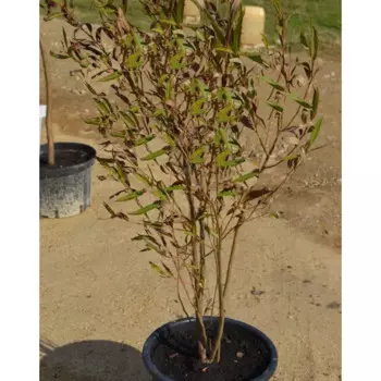 Ива 21 h30 - 50 см